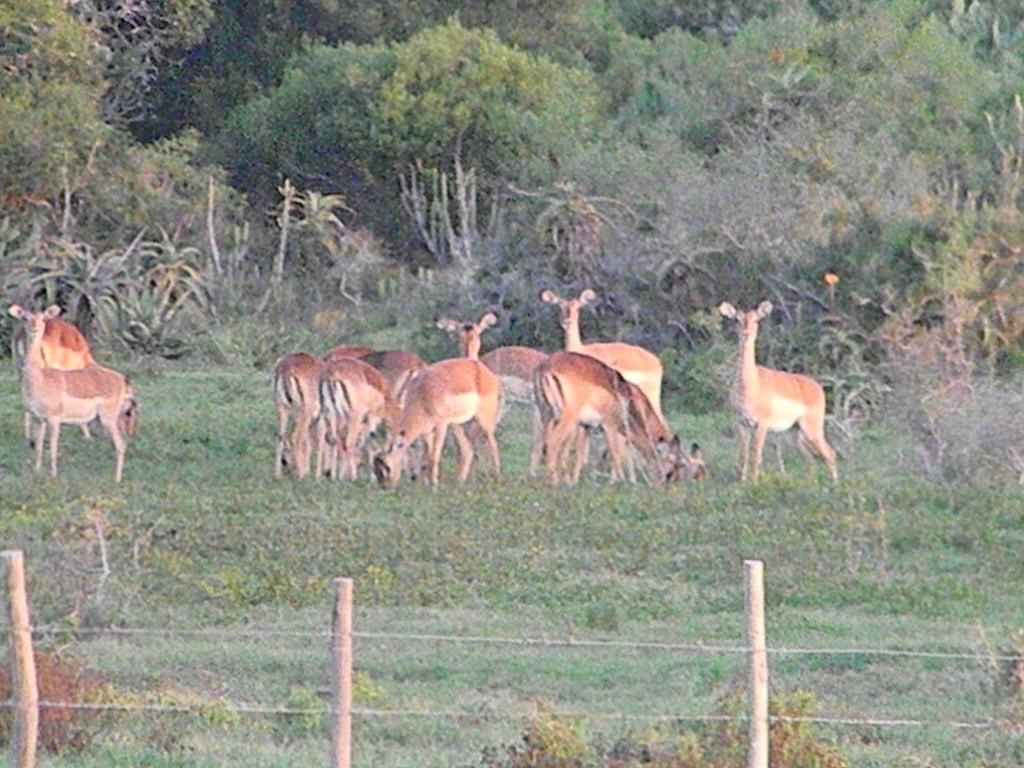 The Hexagon Wildlife Conservation Otel Uitenhage Dış mekan fotoğraf